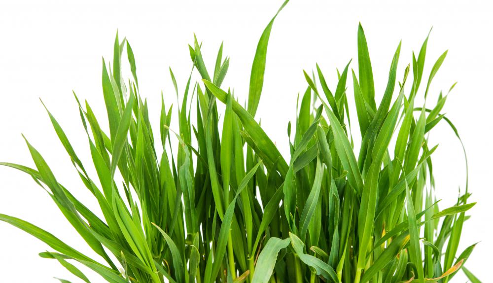 Wheatgrass contains fiber and potassium, but very little protein.