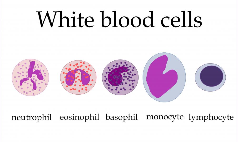 Lymphocytes are a type of white blood cell produced by the immune system.