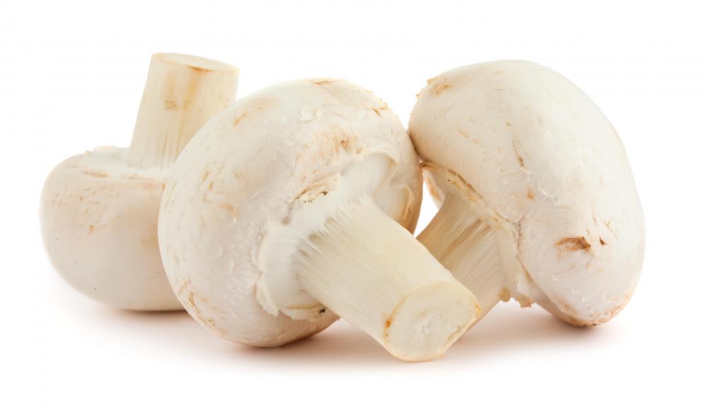 Mushrooms are in the Basidiomycota phylum.