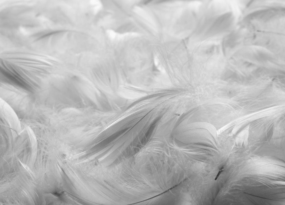 A down comforter is filled with down feathers from geese or duck.