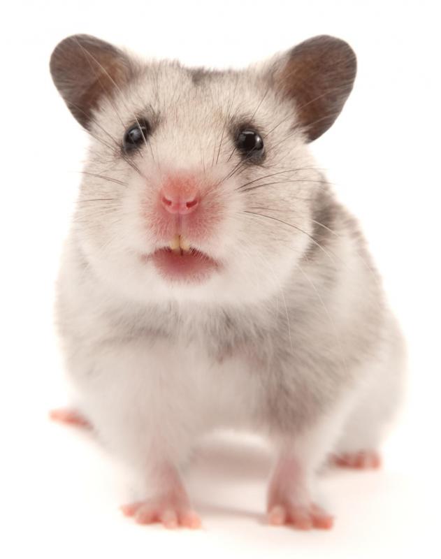 Small pets, such as hamsters, can be taken to school for show and tell.