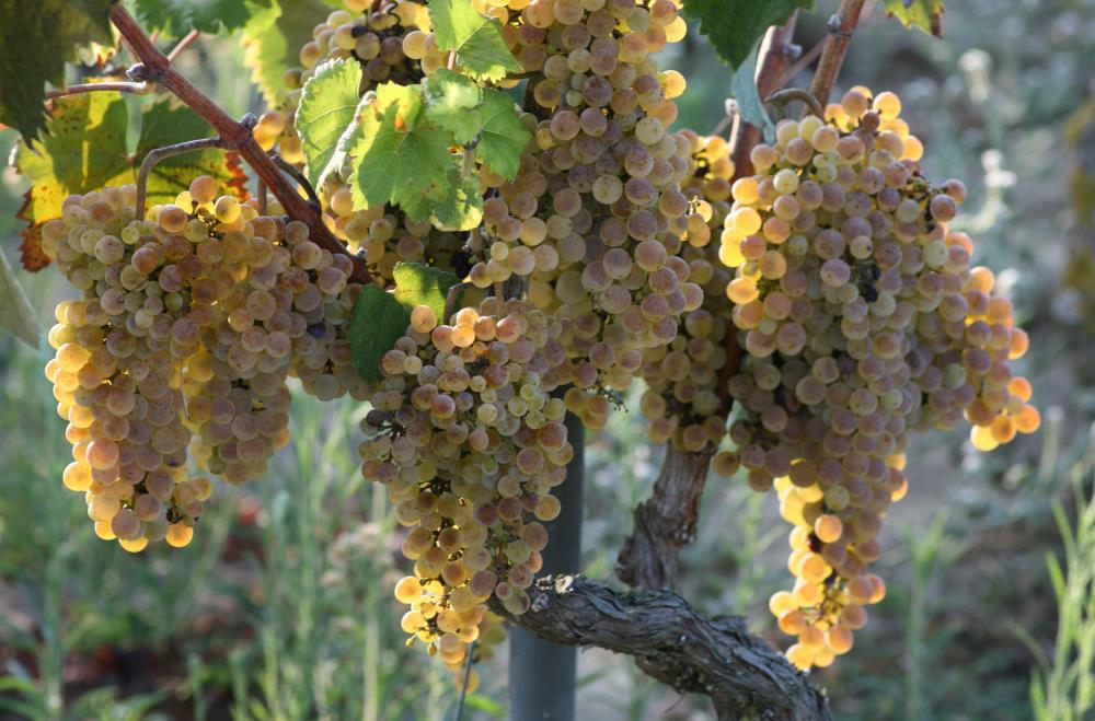 Grapes make up a part of the Hunza diet.