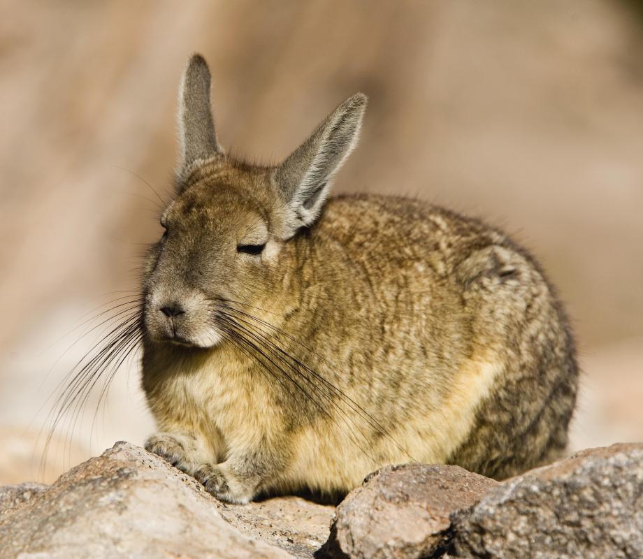 The statement, "A chinchilla is an animal," would take longer to process because chinchillas are not common animals.