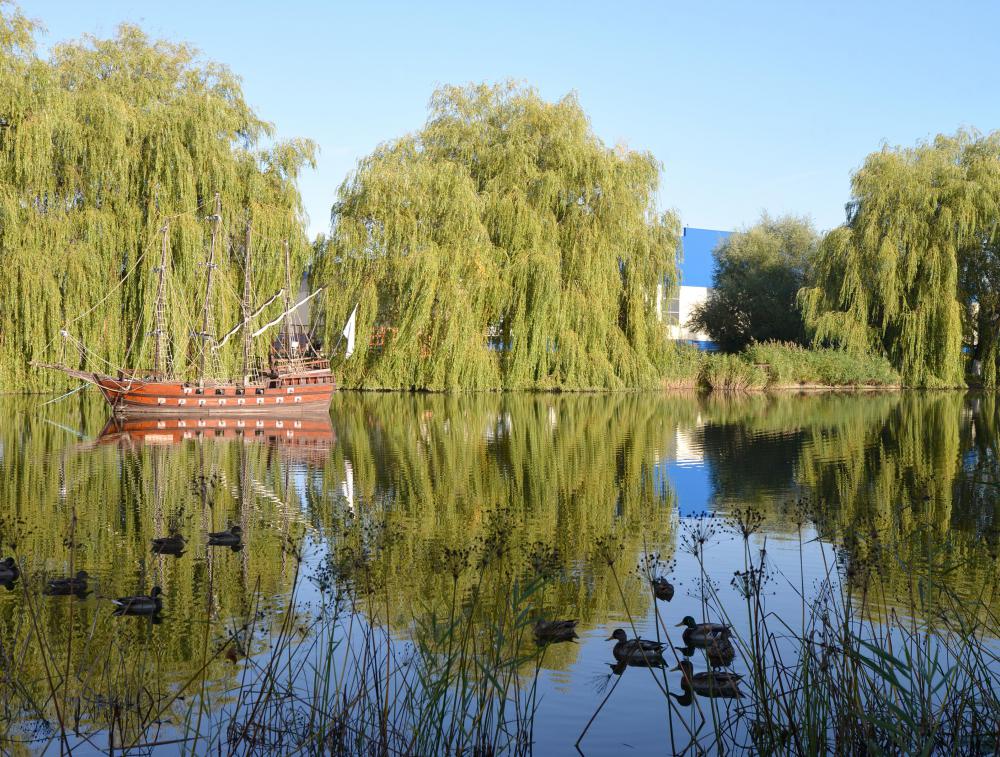 Ancient analgesics included the leaves and bark of willow trees.