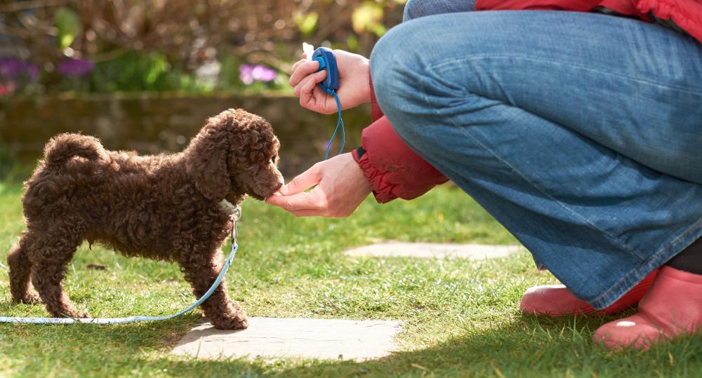Giving a pet a treat when he follows commands is a type of operant conditioning known as positive reinforcement.
