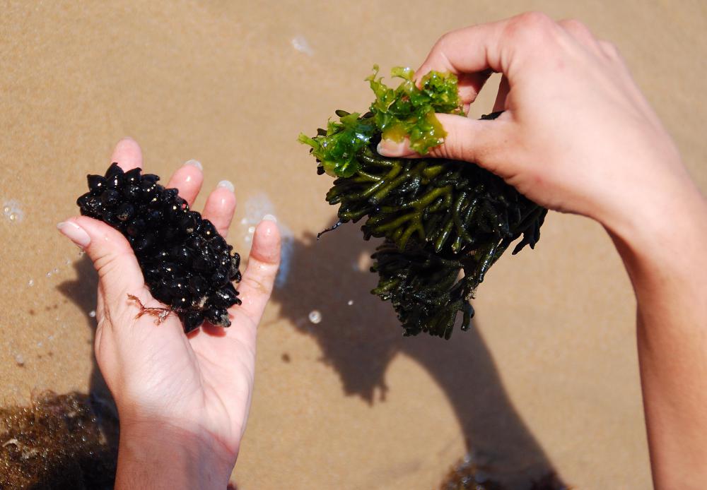Seaweed meal is sometimes used as an ingredient in fertilizer.