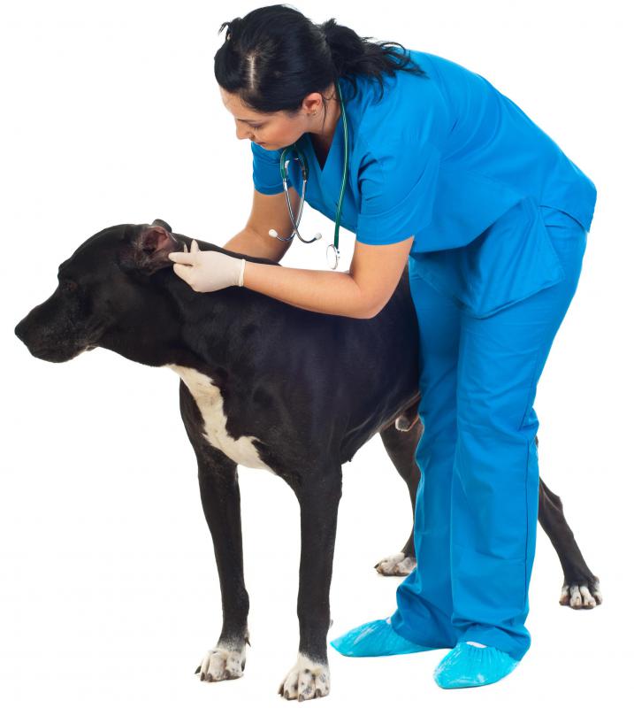 A veterinarian may prescribe amitriptyline to treat a dog's anxiety issues.