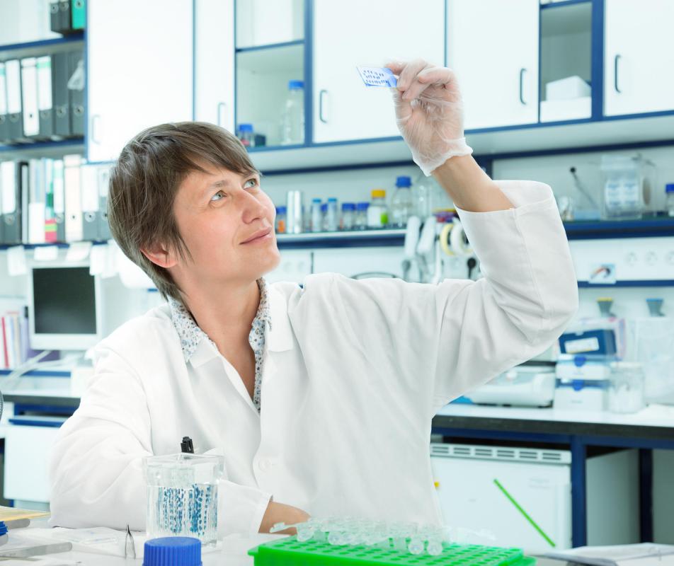 A bacterial culture is grown in a lab for a variety of purposes.