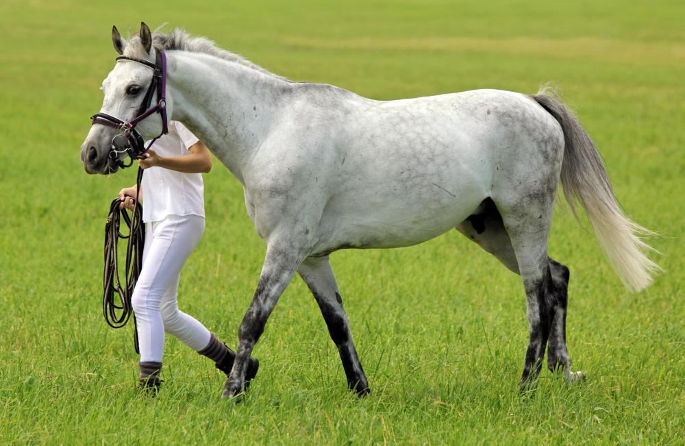 Horses should be walked regularly, but it is important to not do more harm to an abscessed hoof.