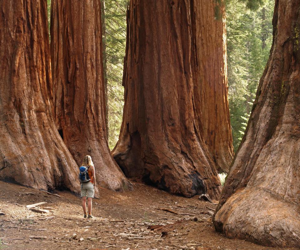 The single-rope technique is used for climbing tall trees like redwoods.