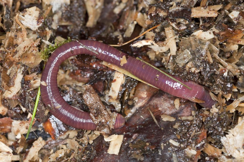 Some people choose to use organic fertilizers, which include ingredients such as worm castings.