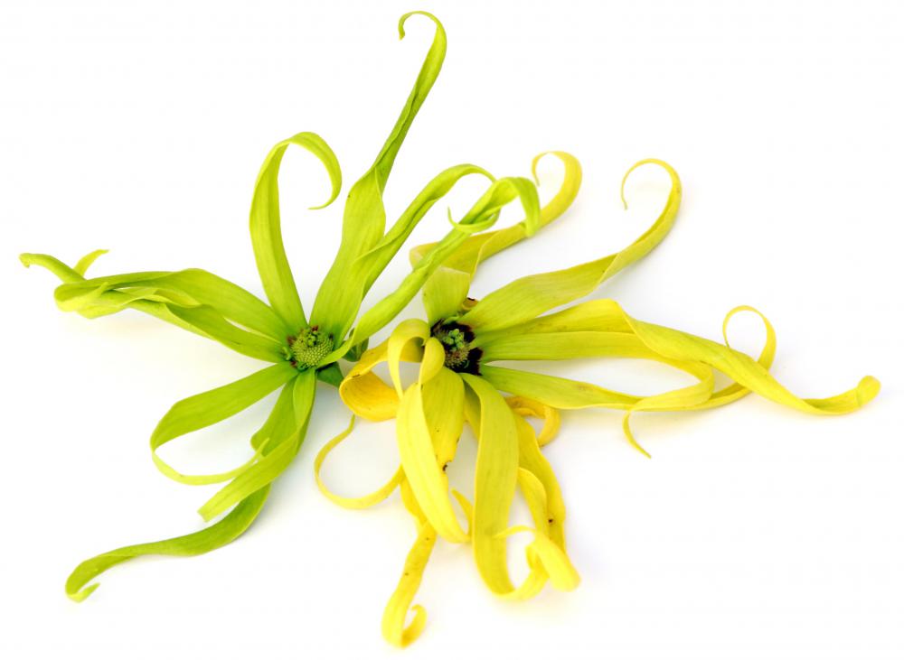 Ylang ylang flowers, which are used to make aromatherapy oils.
