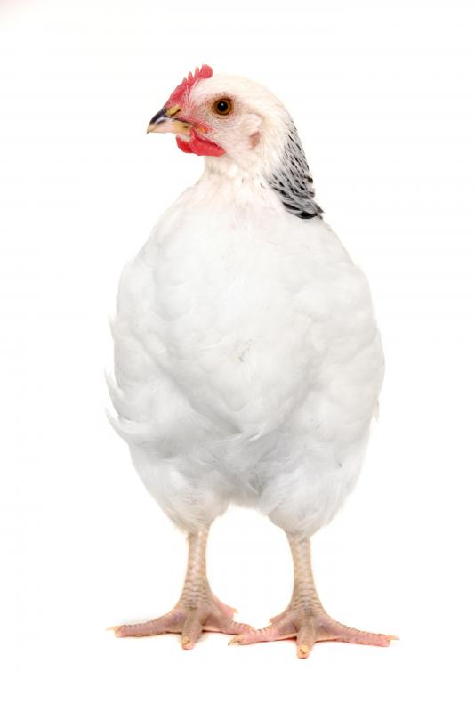 Spring chickens are also known as Cornish game hens.