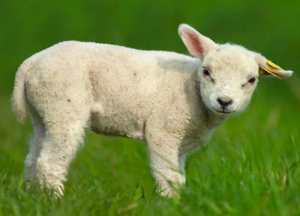 The conical end of a shoe buffer may be made of lamb's wool.