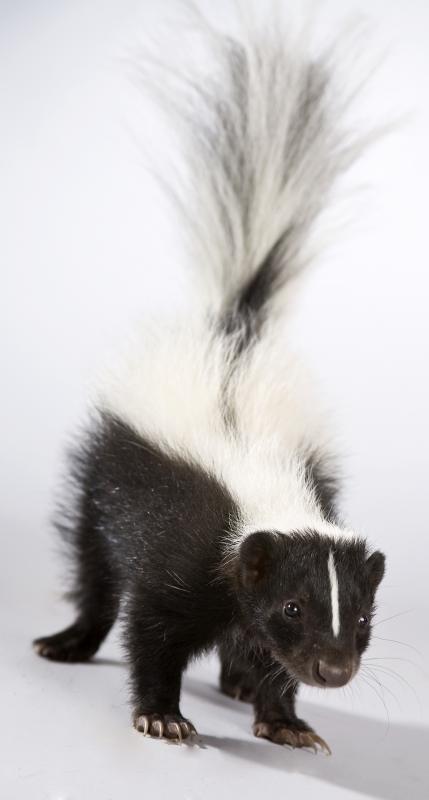 A skunk has one of the worst odors on the planet.