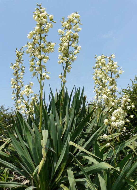 Yucca filamentosa is a self-sufficient plant that is suitable in a variety of settings.