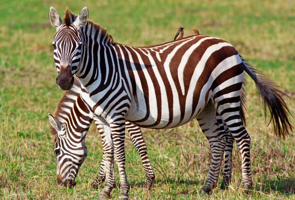 The Dikhololo Game Reserve has zebras.