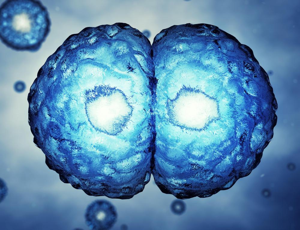 Zygotes divide once the genetic material from both parents mixes.
