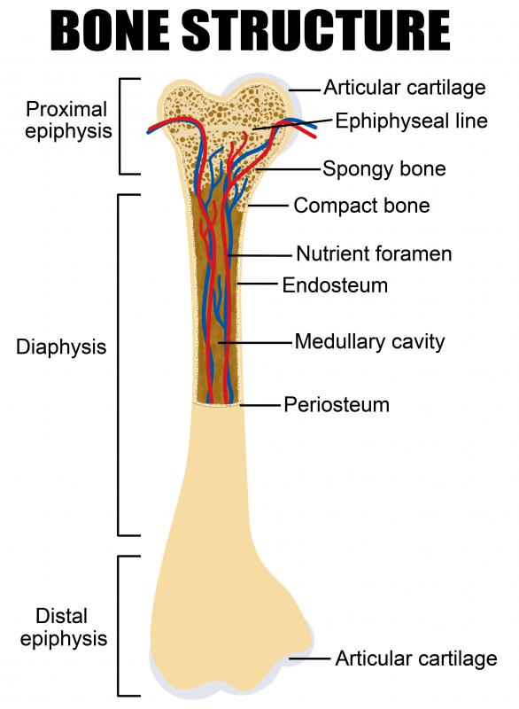 What Are Osteoprogenitor Cells With Pictures