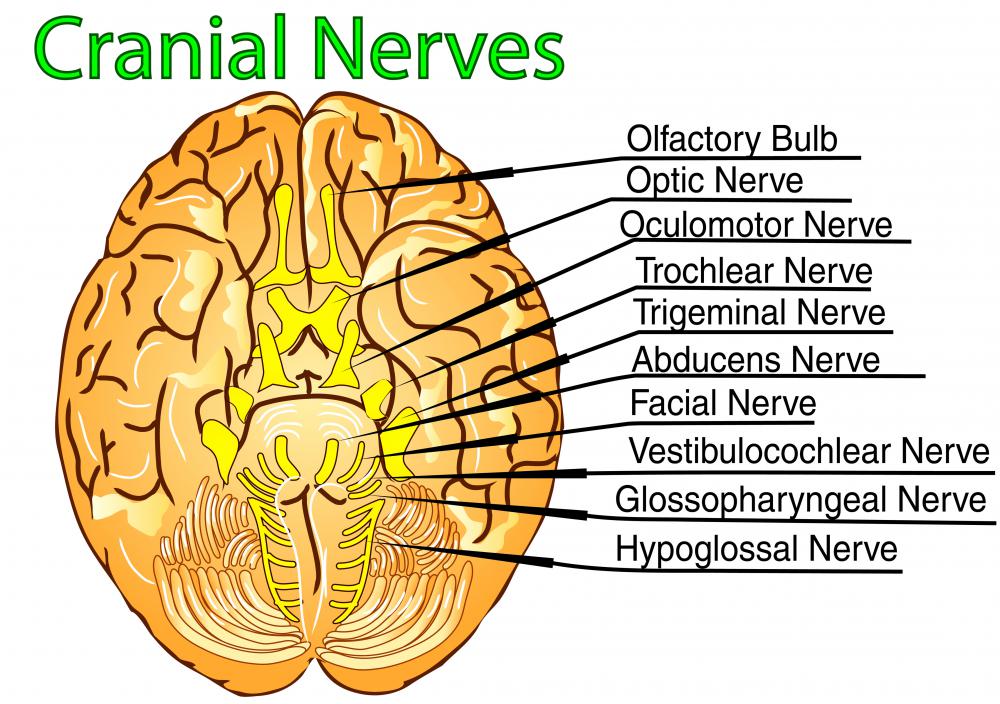 brain stem function and eye sight