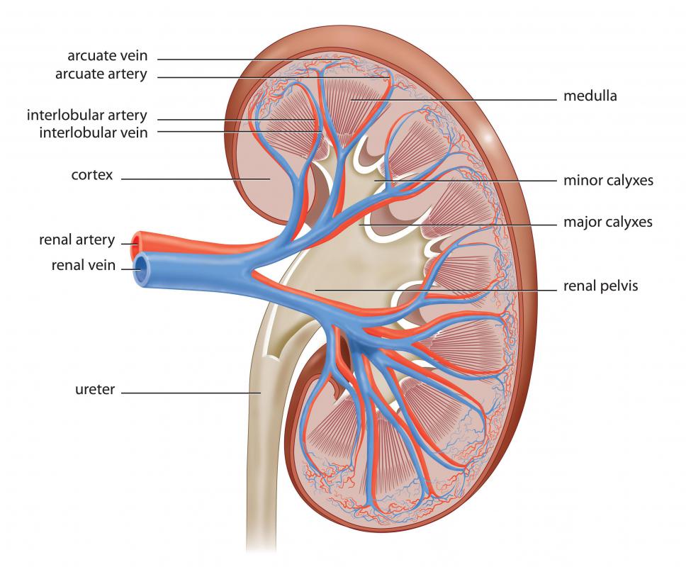 what-is-the-connection-between-frequent-urination-and-the-kidneys