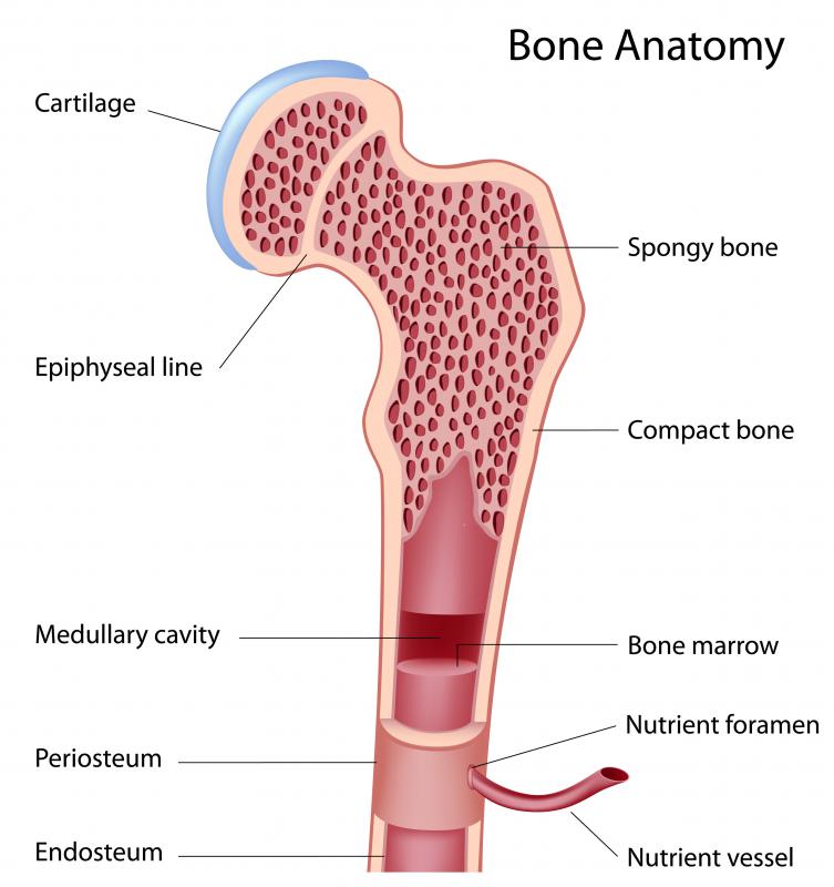 the presence of an epiphyseal plate indicates that