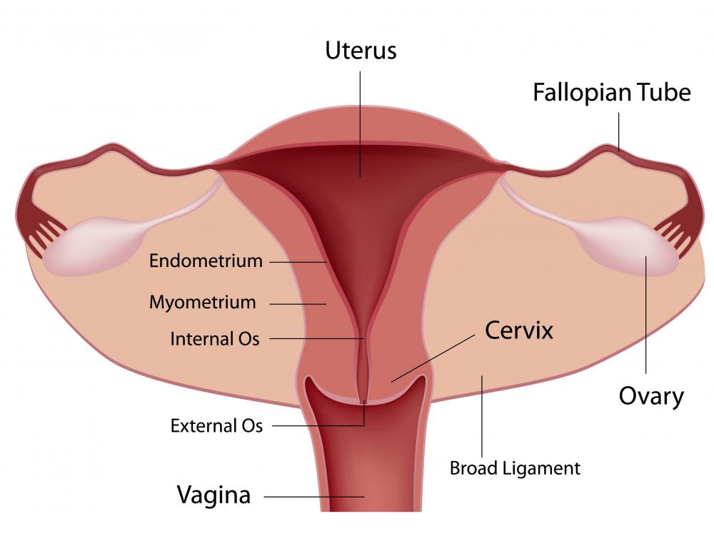 what-is-the-function-of-the-fallopian-tubes-with-pictures