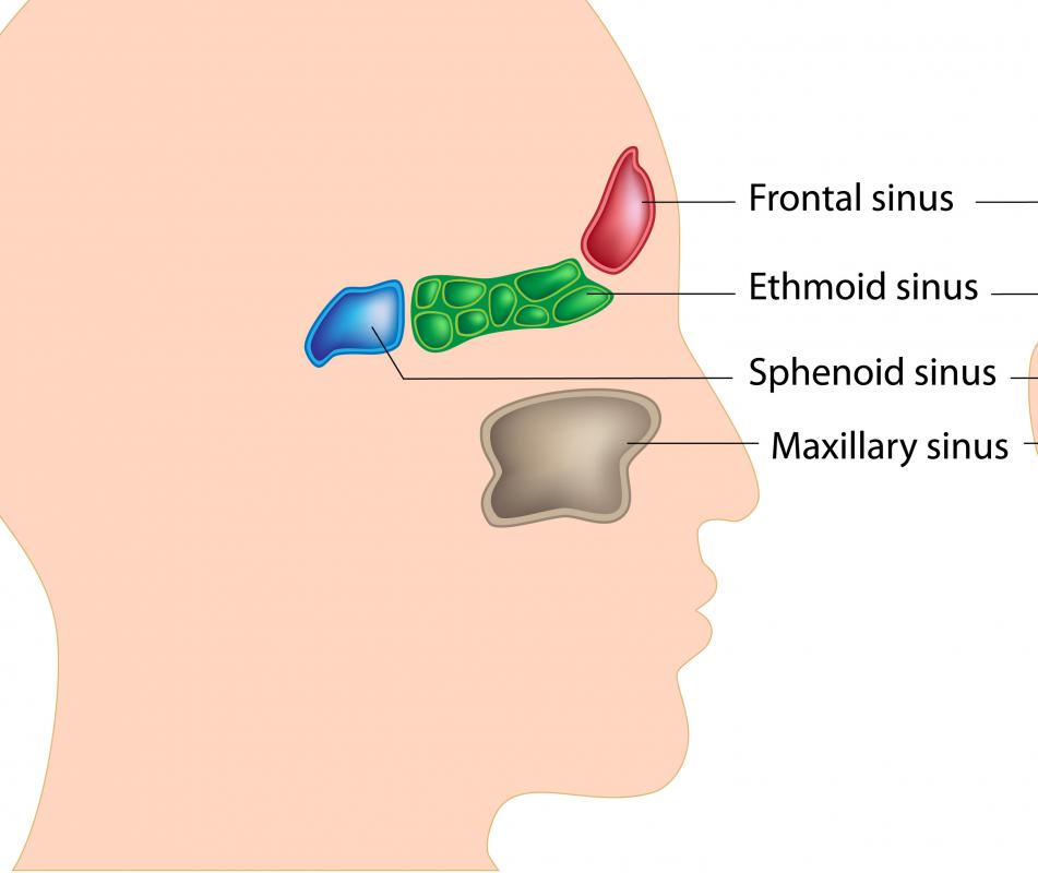 What Is A Sinus With Pictures