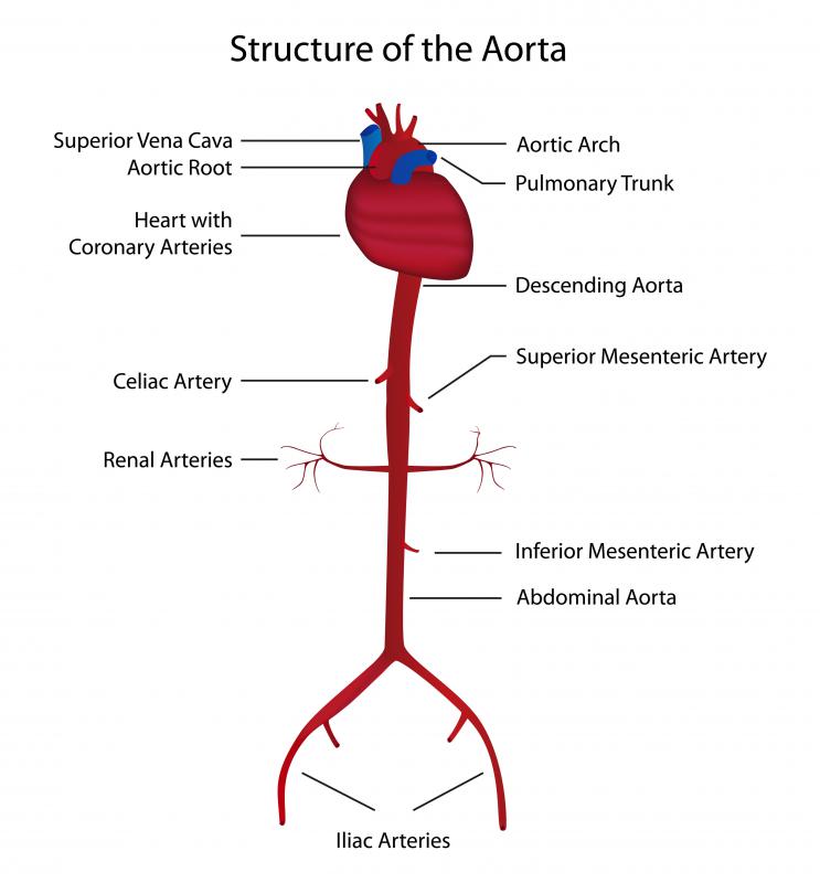 What Is The Difference Between Arteries Veins Blood Vessels And Capillaries