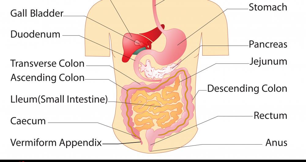 What Is The Terminal Ileum With Pictures