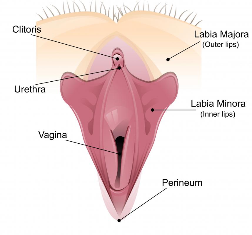 What Are The Different Types Of Body Piercings With Pictures