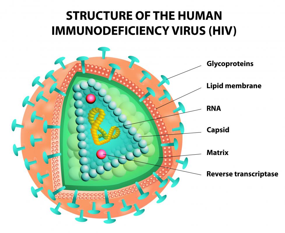 What Is A Reverse Transcriptase With Pictures