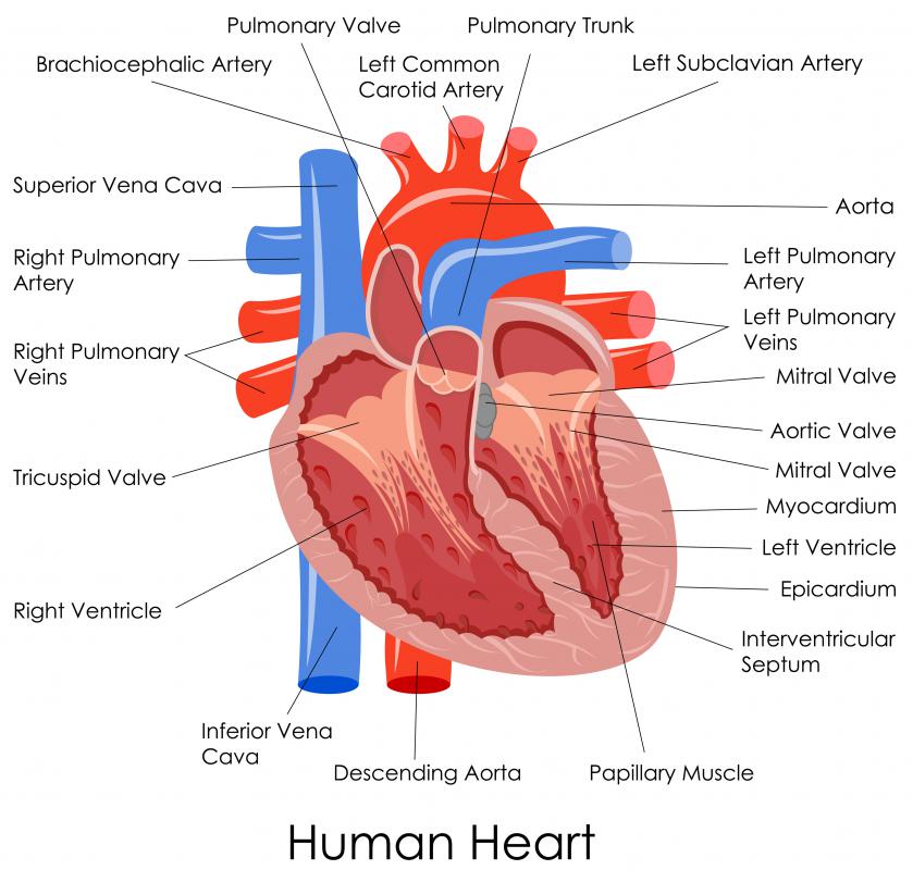 what-is-left-ventricular-function-with-pictures