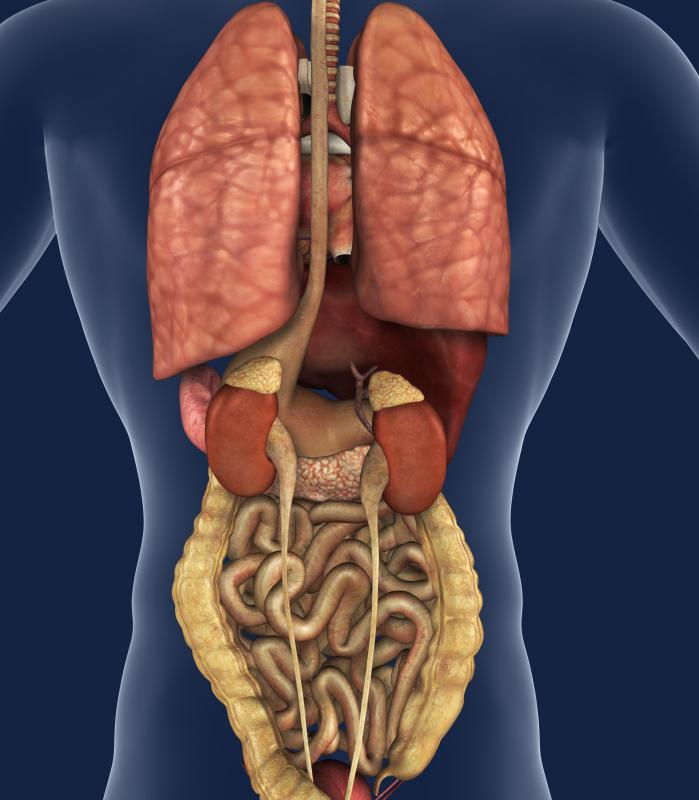 What is Chest Inflammation? (with pictures)