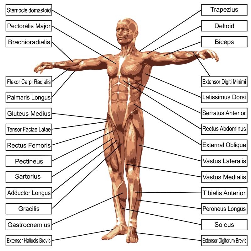 What Is The Muscular System With Pictures