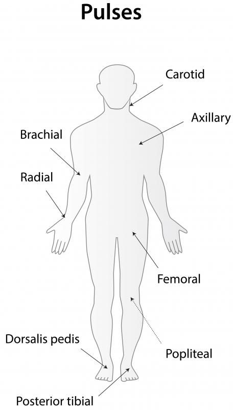 Pulses Labeled On Model 