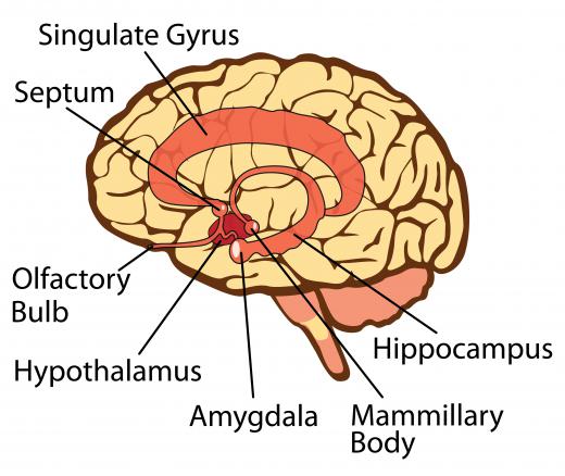 Smell is strongly linked to memory because the olfactory bulb is located right next to the part of the brain that handles memory storage.