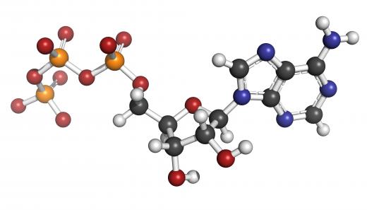 Active transport is powered by adenosine triphosphate (ATP).