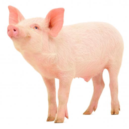 Blood from pigs could theoretically be used in humans, but the processing needed to make it usable is prohibitively expensive.