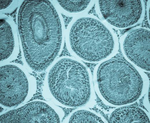 Integral membrane proteins weave their way through phospholid bilayers.