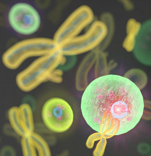 The establishment of how many chromosomes are present in a human led to the emergence of cytogenetics.