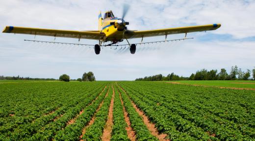 Microbial insecticides can be sprayed on fields by crop dusters.