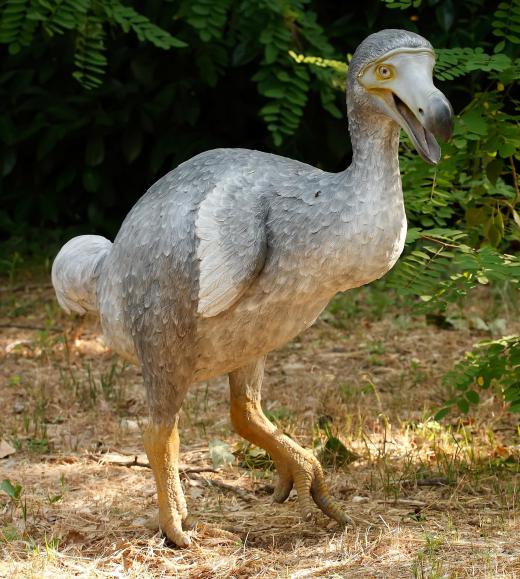 The dodo is a famous example of a creature that benefited from gigantism on the island of Mauritius.