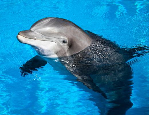 Diving animals like dolphins have high levels of myoglobin.