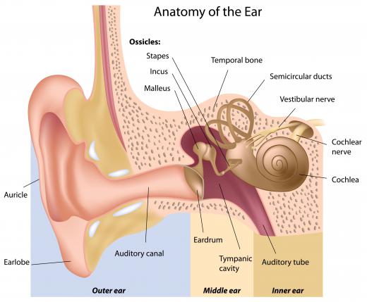 With a cochlear implant, a person's eardrum is bypassed and the cochlea is directly stimulated.