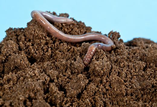 Animals found in soil, such as earthworms, are called mesofauna.