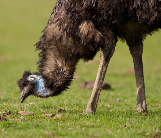 Emus are extremely large birds native to Australia.