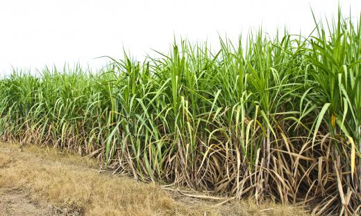 Sugar cane ethanol is a fuel used in vehicles that is made using sugar cane.