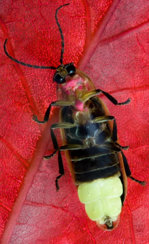 Fireflies are a type of bioluminescent anthropod.