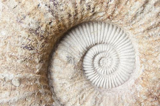 The majority of fossils are thick shells or skeletons.